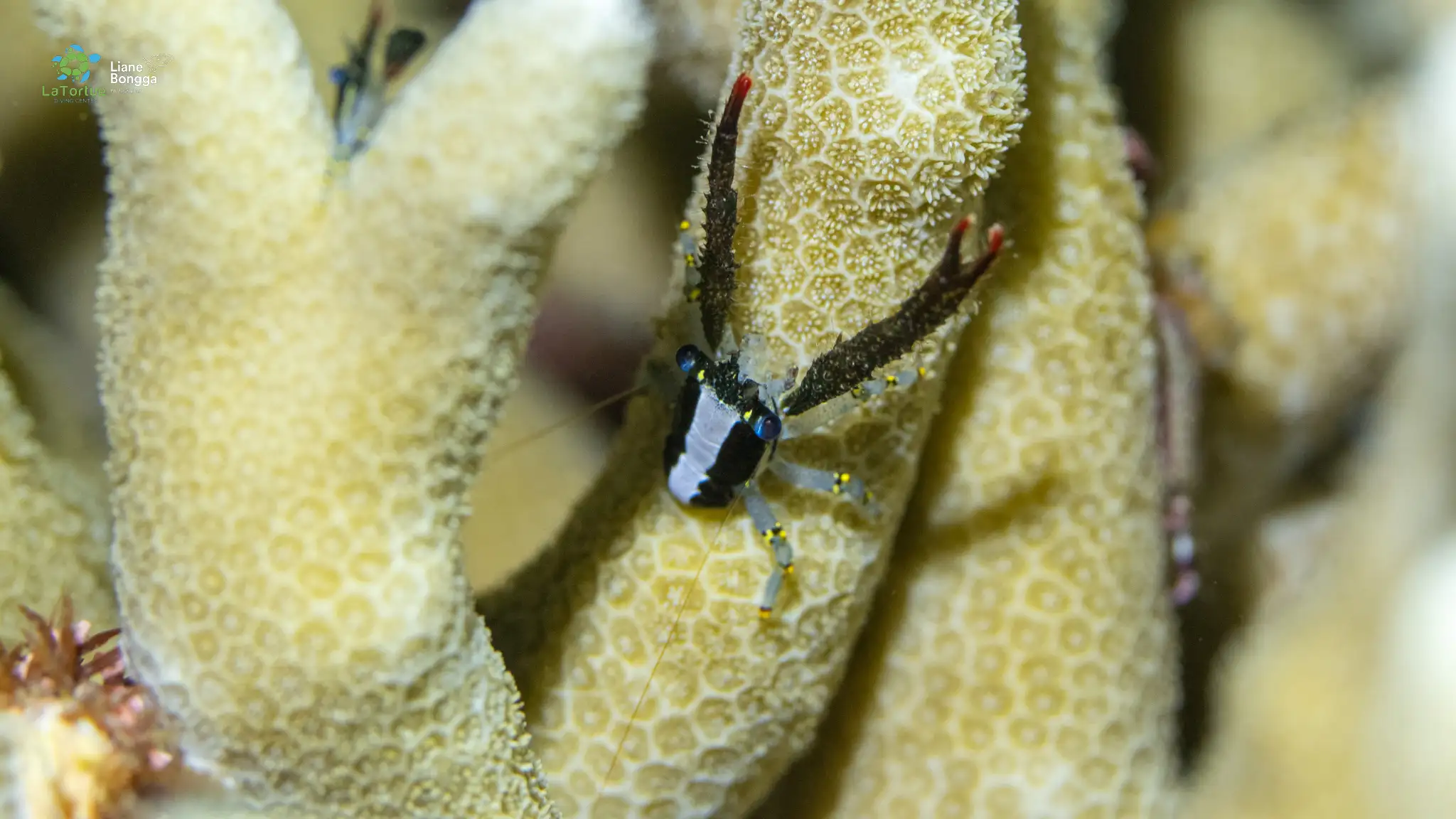 Squat lobster - La Tortue house reef - 12m